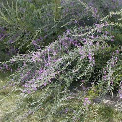 Lespedeza, Thunberg's